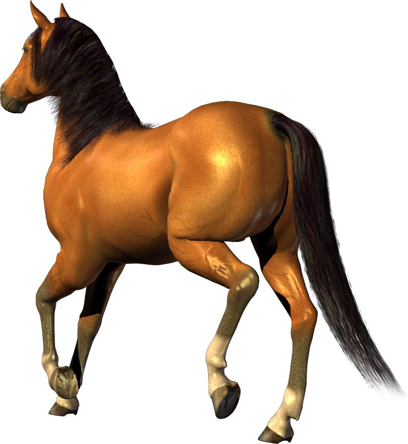 horse png image, free download picture, transparent background    图片编号:312