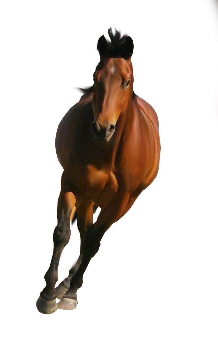 clipart brown horse png image, free download picture, transparent background    图片编号:342