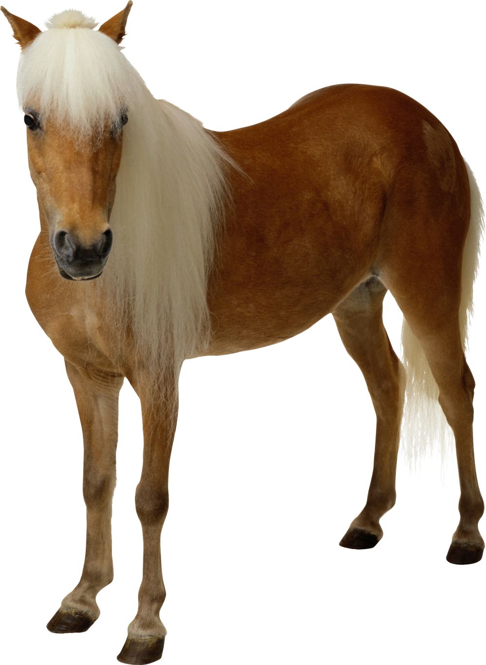 clipart brown horse png image, free download picture, transparent background    图片编号:345