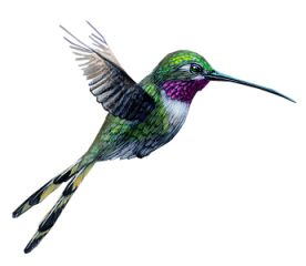 Hummingbird PNG    图片编号:67096