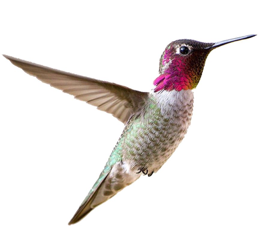 Hummingbird PNG    图片编号:67106