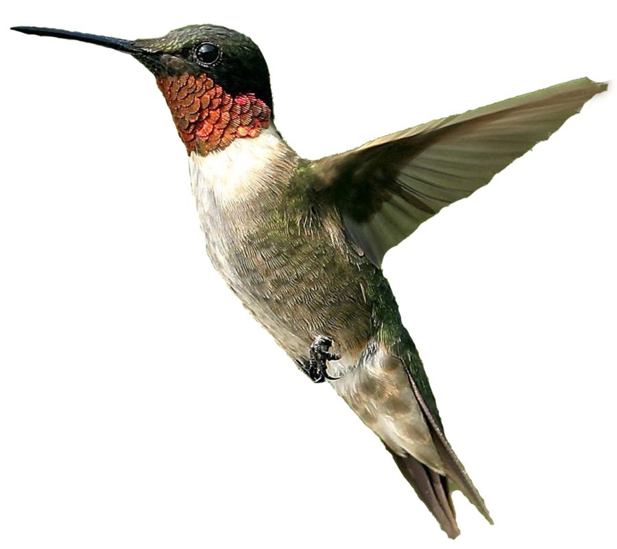 Hummingbird PNG    图片编号:67108