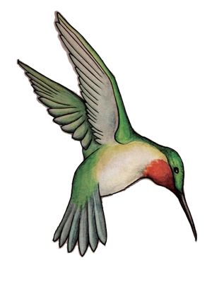 Hummingbird PNG    图片编号:67110