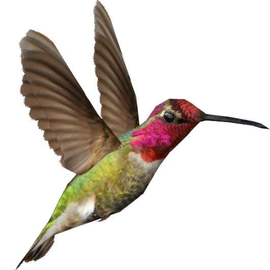 Hummingbird PNG    图片编号:67113