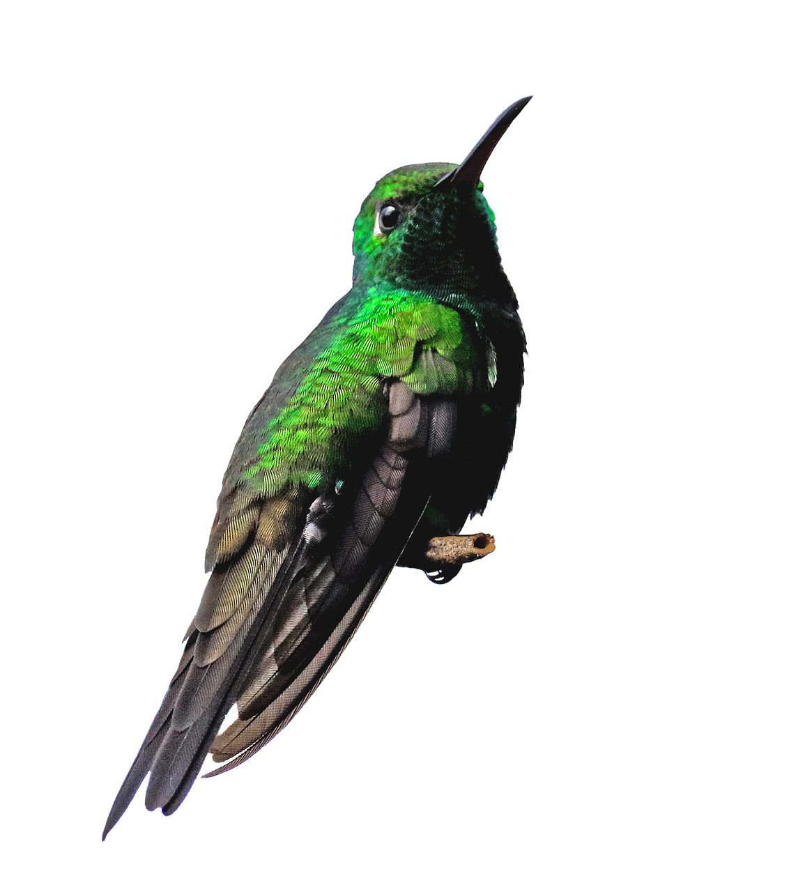 Hummingbird PNG    图片编号:67114