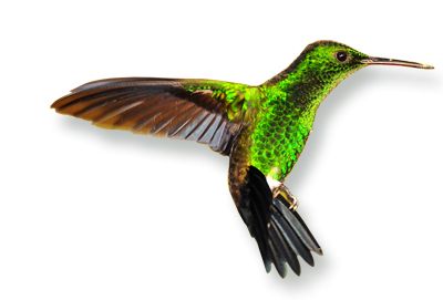 Hummingbird PNG    图片编号:67116