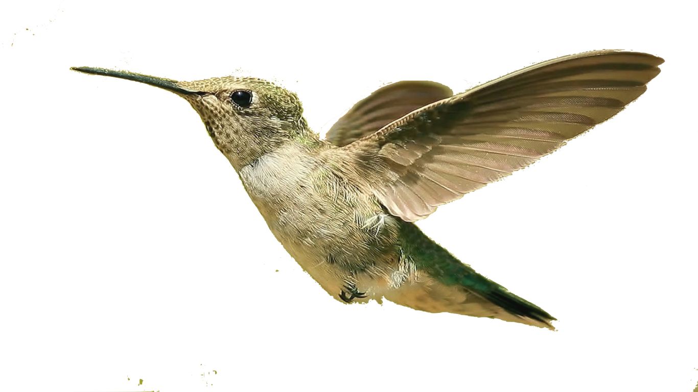 Hummingbird PNG    图片编号:67117