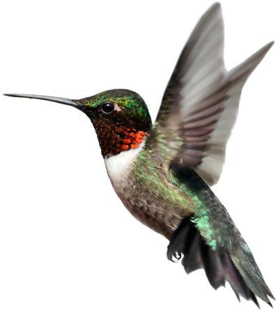 Hummingbird PNG    图片编号:67119