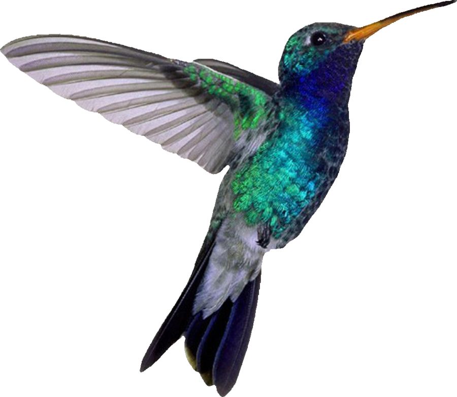 Hummingbird PNG    图片编号:67120