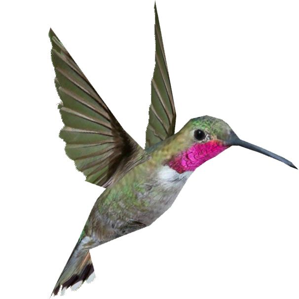 Hummingbird PNG    图片编号:67121