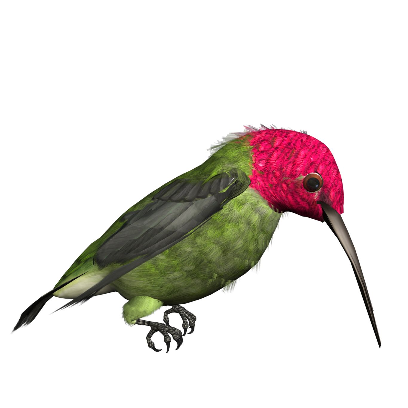 Hummingbird PNG    图片编号:67122