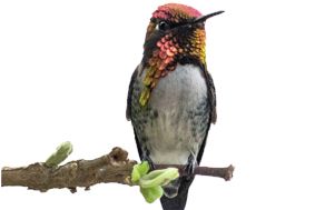 Hummingbird PNG    图片编号:67123