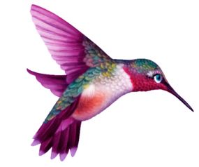 Hummingbird PNG    图片编号:67124