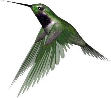 Hummingbird PNG    图片编号:67125
