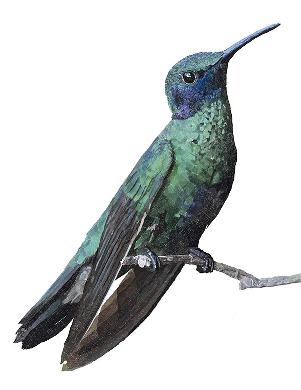 Hummingbird PNG    图片编号:67126