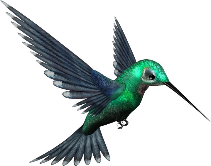 Hummingbird PNG    图片编号:67127