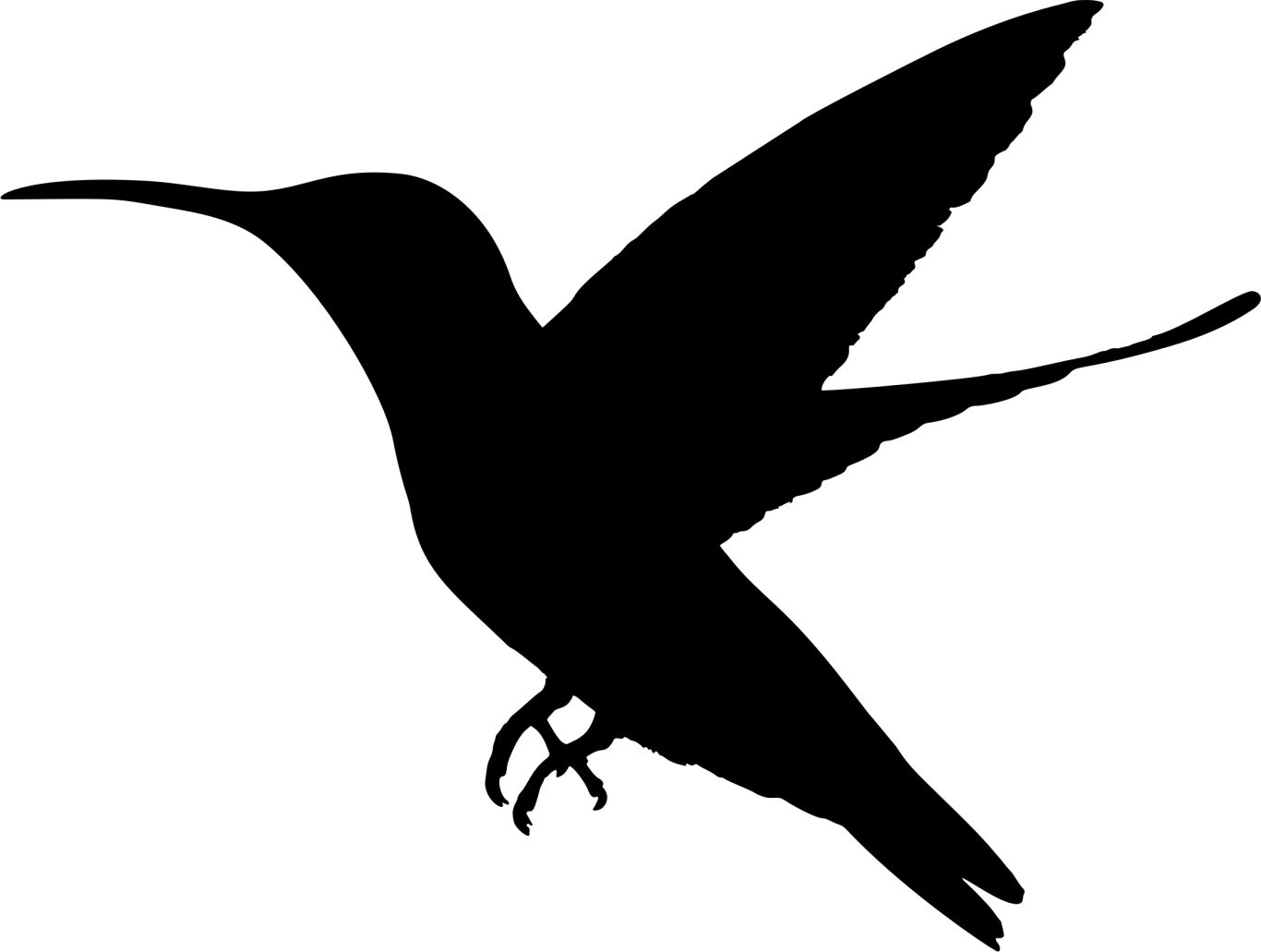 Hummingbird PNG    图片编号:67129