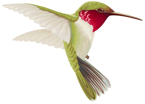 Hummingbird PNG    图片编号:67130