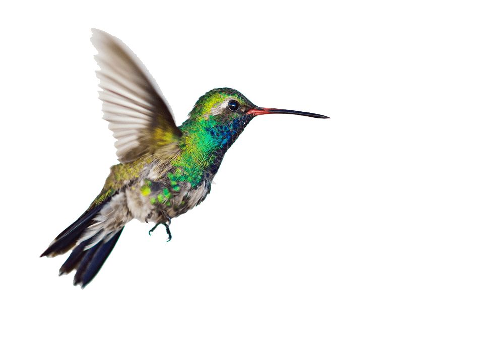 Hummingbird PNG    图片编号:67099
