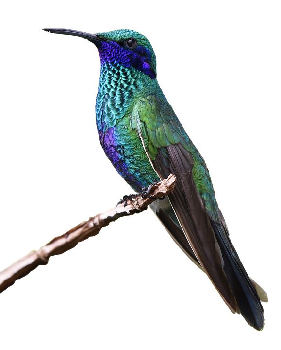 Hummingbird PNG    图片编号:67136