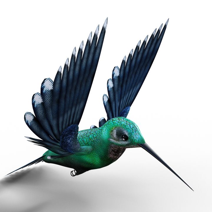 Hummingbird PNG    图片编号:67138