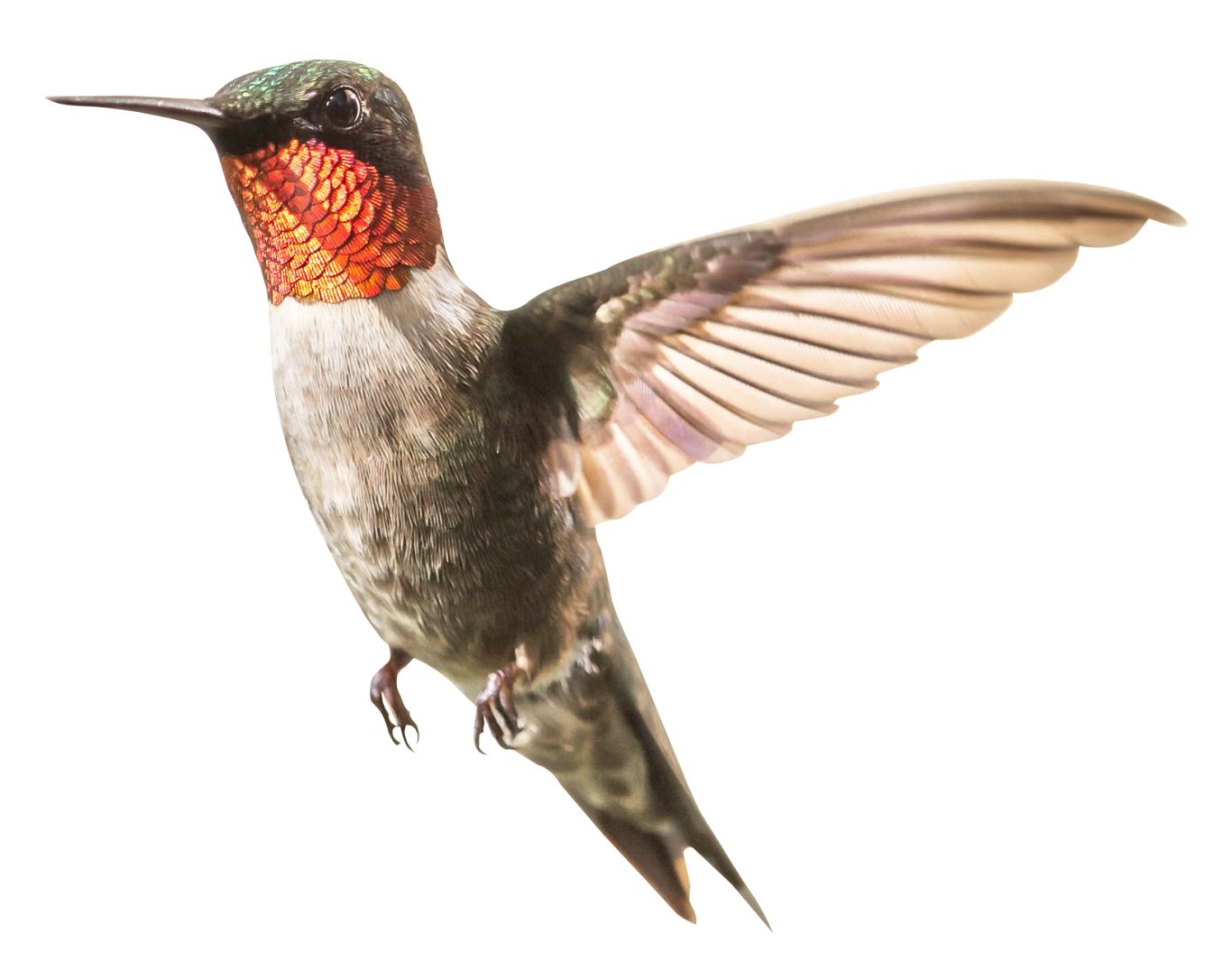 Hummingbird PNG    图片编号:67140