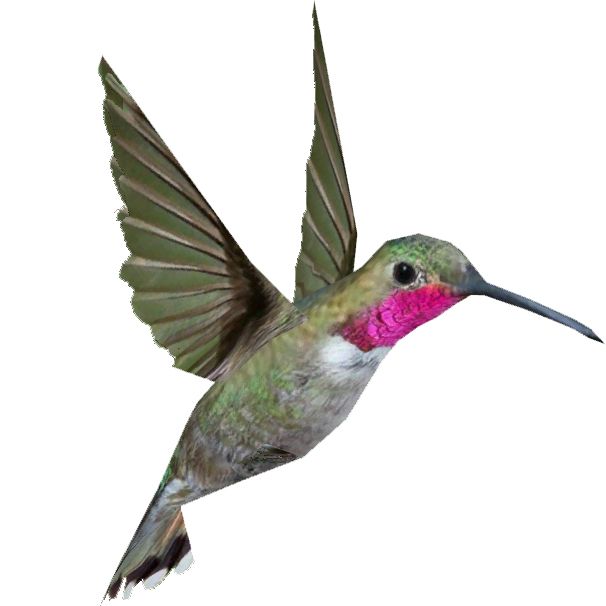 Hummingbird PNG    图片编号:67143