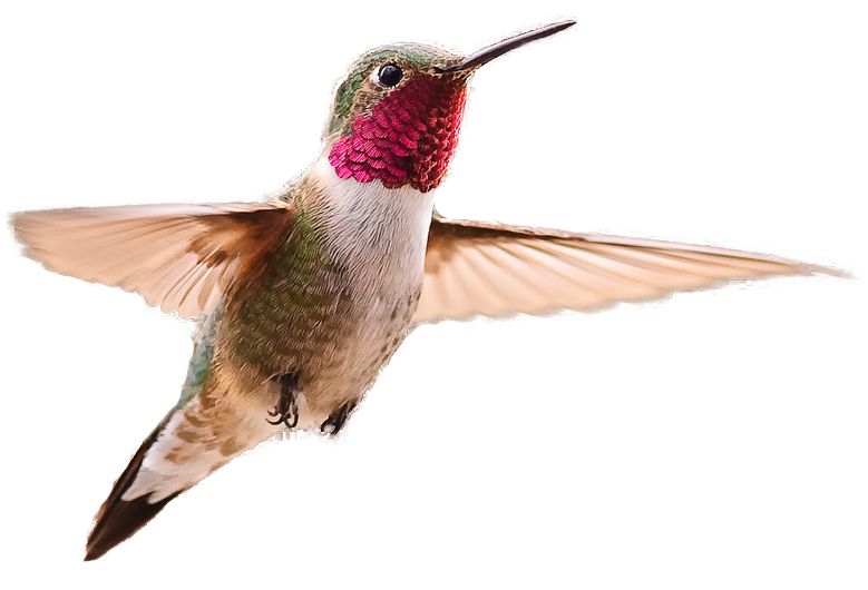 Hummingbird PNG    图片编号:67147