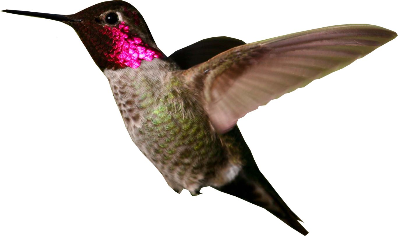 Hummingbird PNG    图片编号:67148