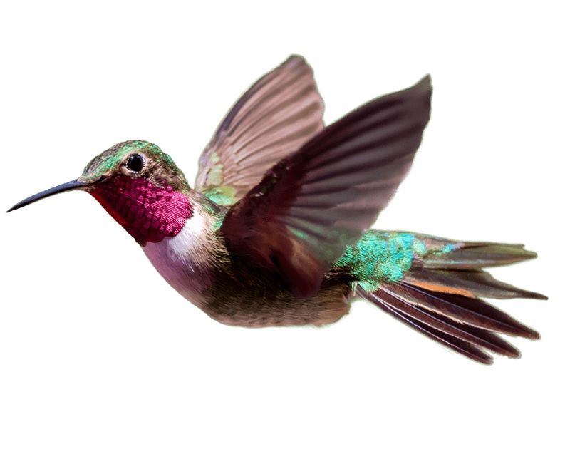 Hummingbird PNG    图片编号:67150