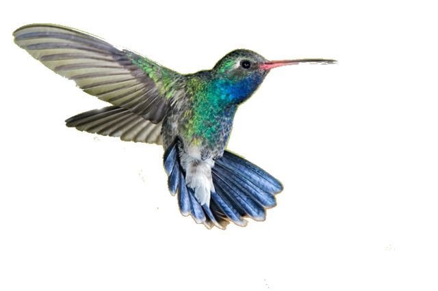 Hummingbird PNG    图片编号:67151