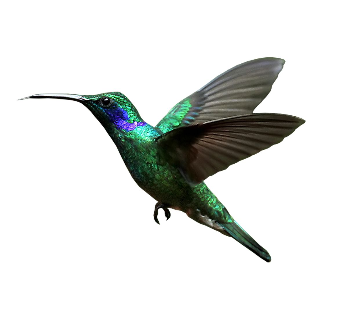 Hummingbird PNG    图片编号:67153