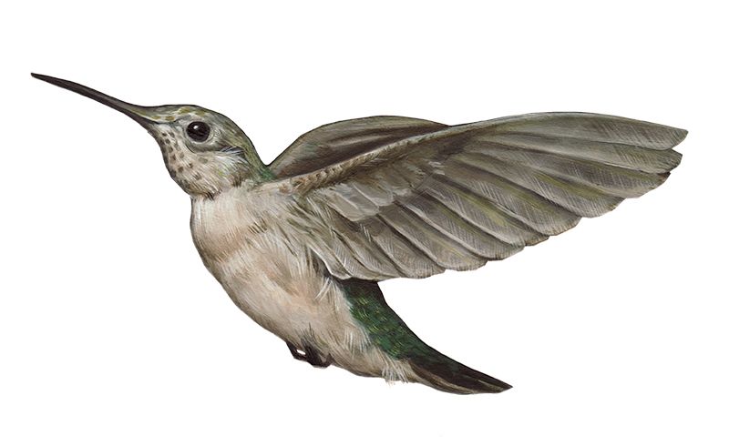 Hummingbird PNG    图片编号:67154