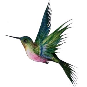 Hummingbird PNG    图片编号:67101