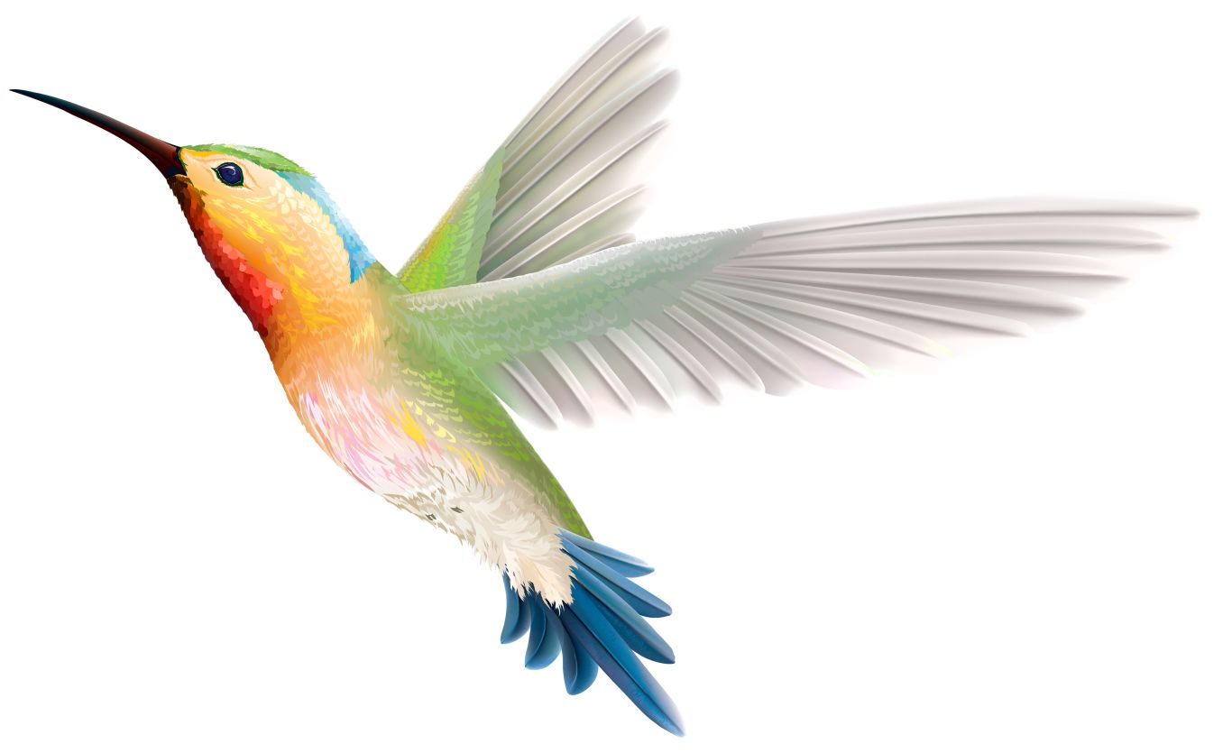 Hummingbird PNG    图片编号:67156