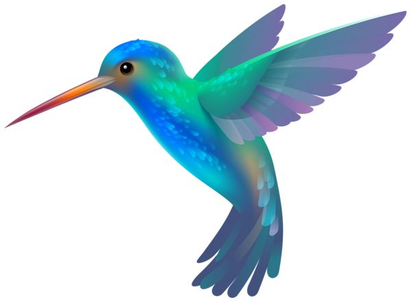 Hummingbird PNG    图片编号:67157
