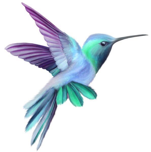 Hummingbird PNG    图片编号:67158
