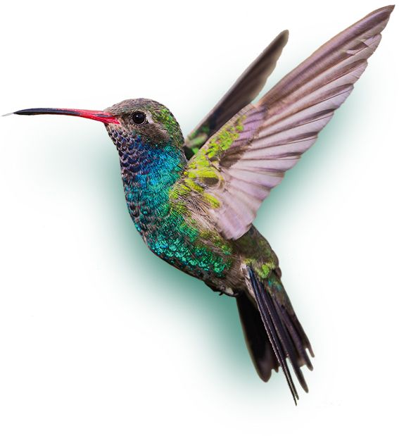 Hummingbird PNG    图片编号:67163
