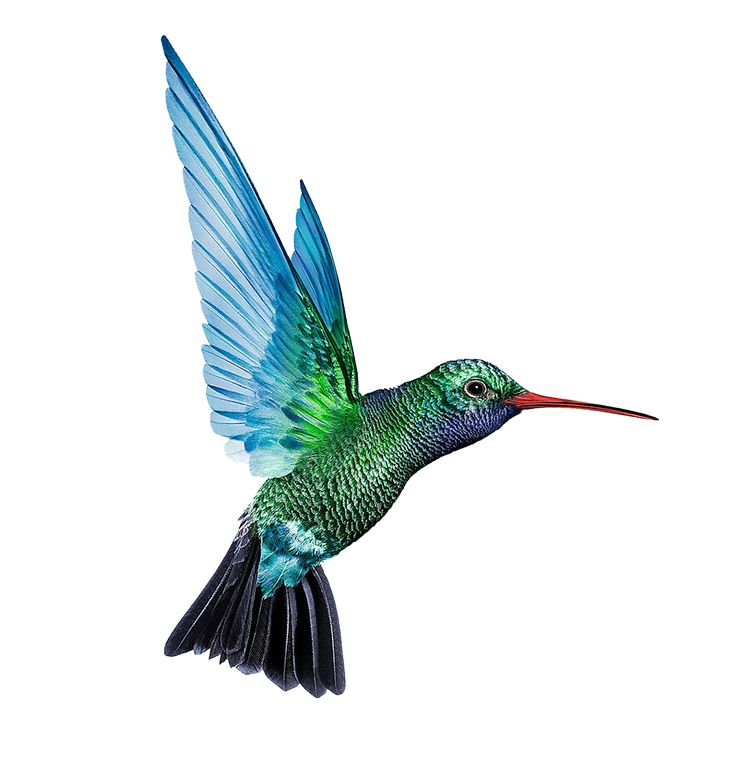 Hummingbird PNG    图片编号:67164
