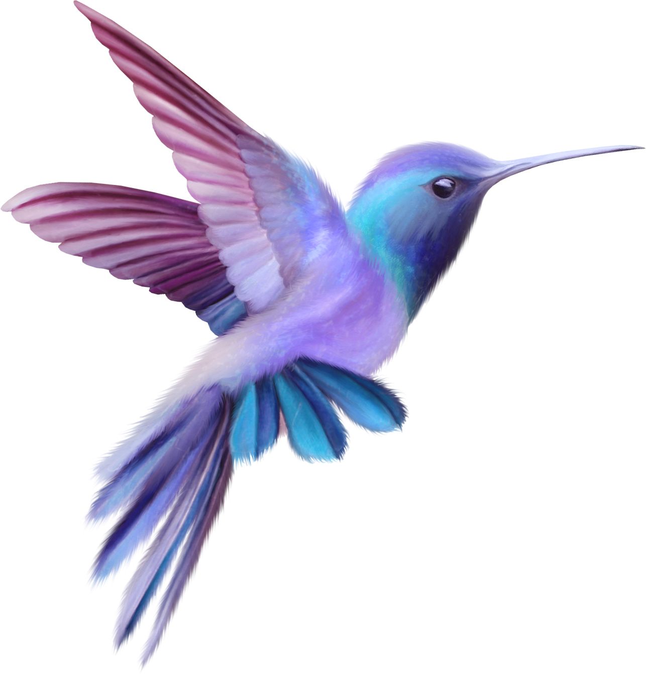 Hummingbird PNG    图片编号:67166