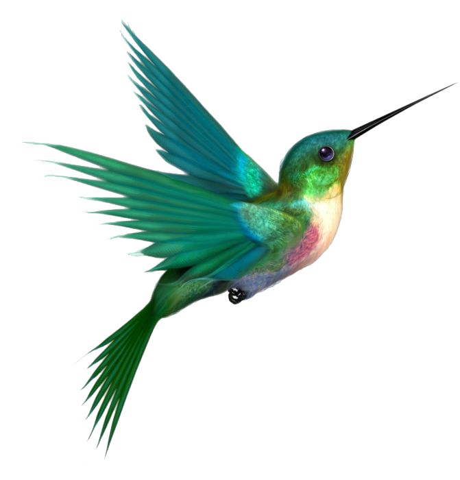 Hummingbird PNG    图片编号:67167
