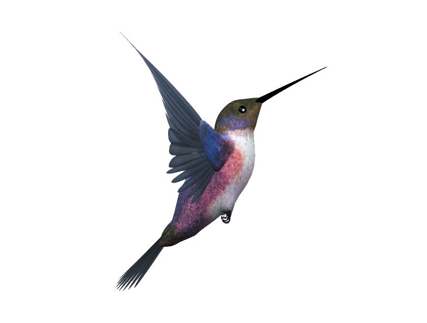 Hummingbird PNG    图片编号:67170