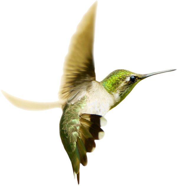 Hummingbird PNG    图片编号:67174