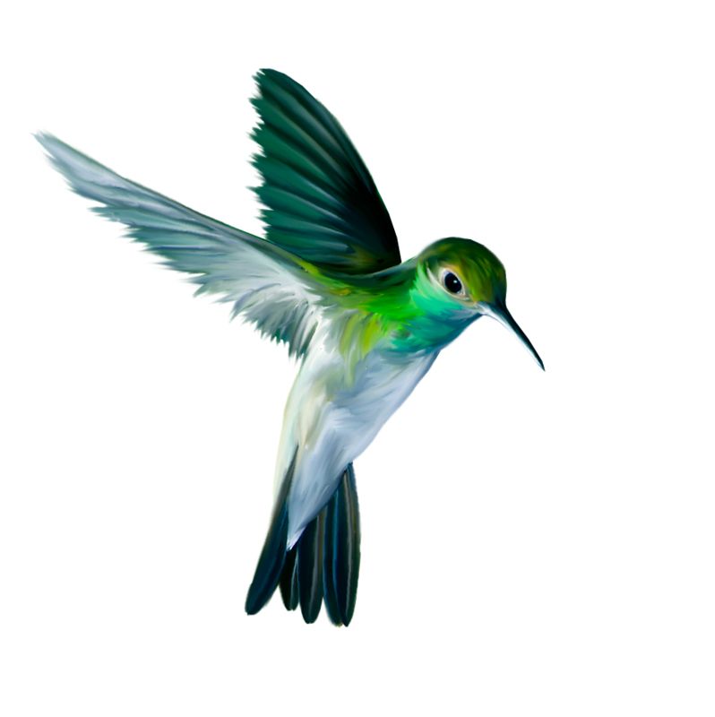 Hummingbird PNG    图片编号:67175