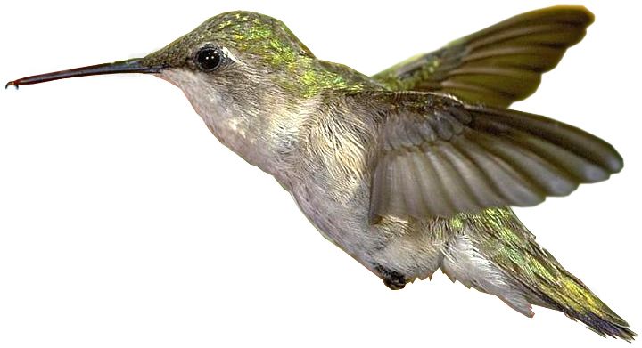 Hummingbird PNG    图片编号:67178
