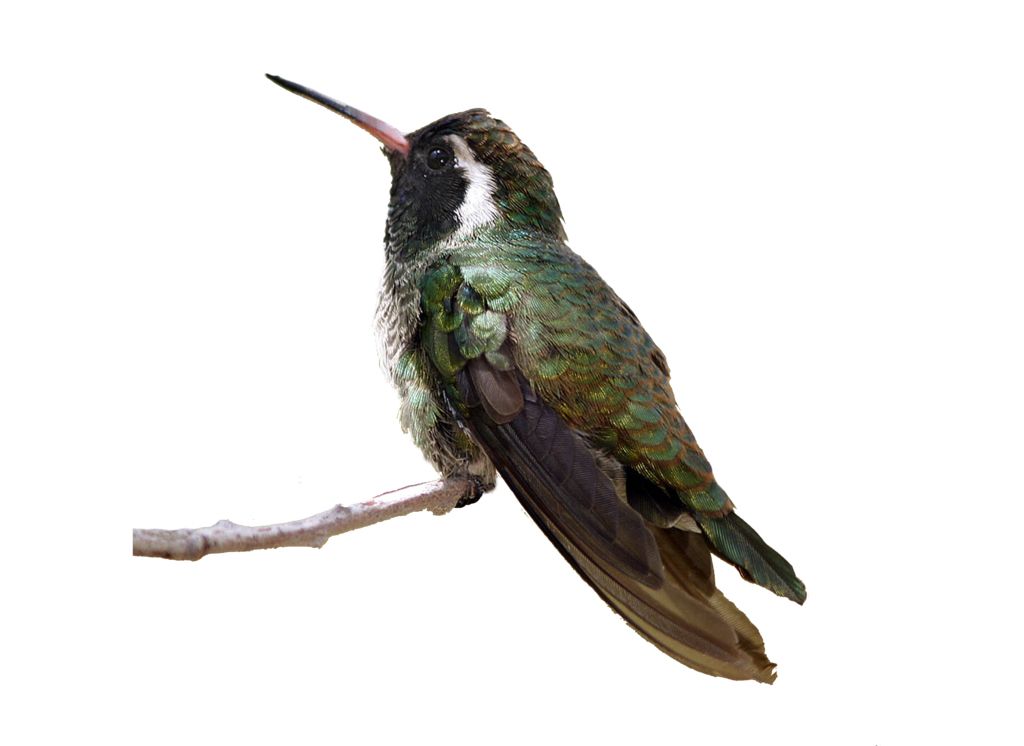 Hummingbird PNG    图片编号:67181