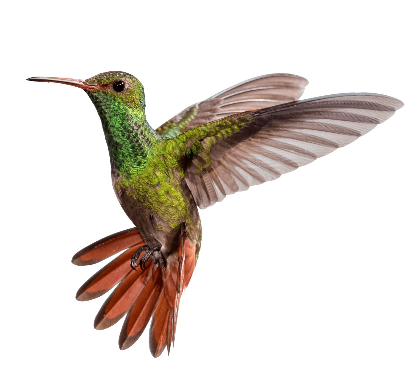 Hummingbird PNG    图片编号:67184