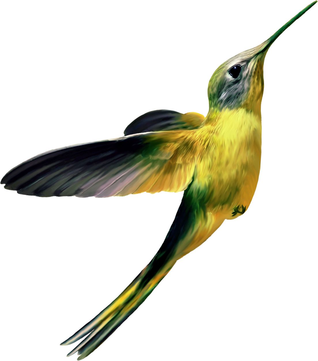 Hummingbird PNG    图片编号:67186