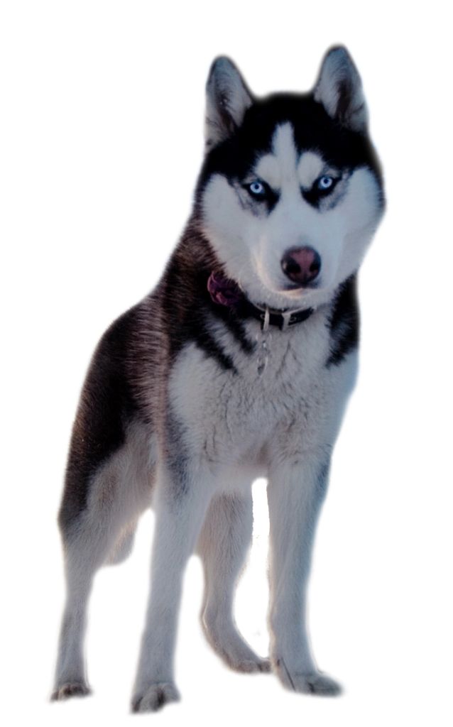 Husky PNG    图片编号:72321