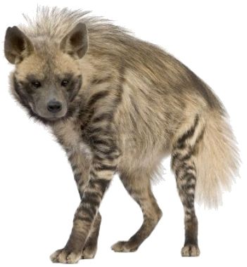 Hyena PNG    图片编号:31427